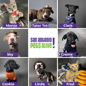 The Future is Fetch! 